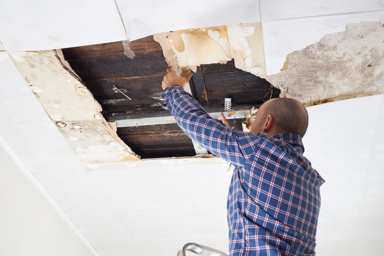 How to Combat Mould in Your London Home-Merci Cleaning London-1